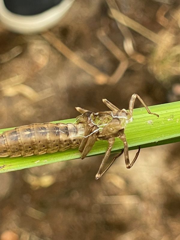 Lerngang Gewässeruntersuchung